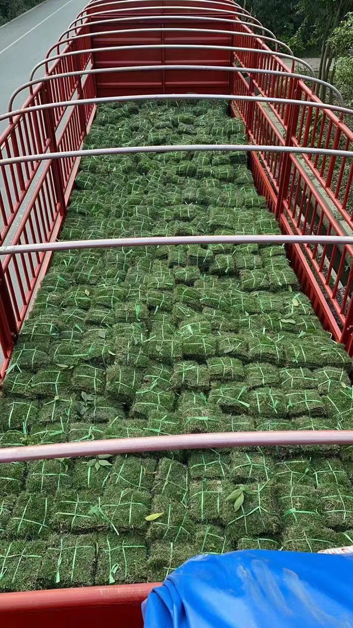 草  二号草坪手工方块