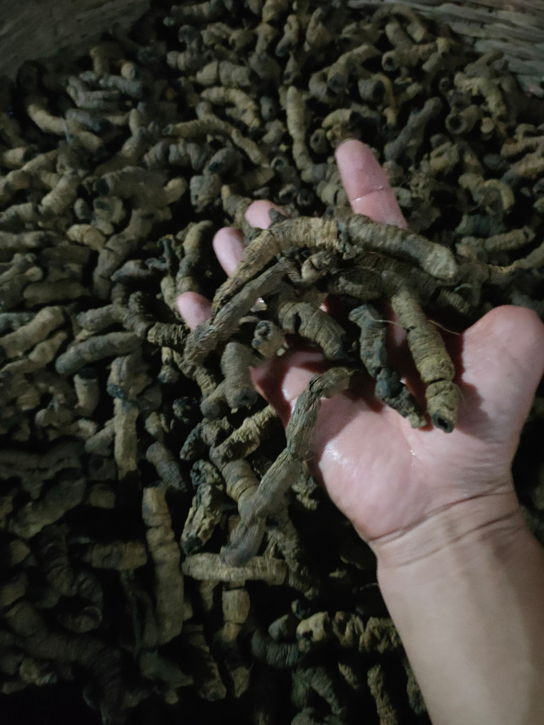 优质巴戟中药材根茎类广东云浮郁南县产地直发