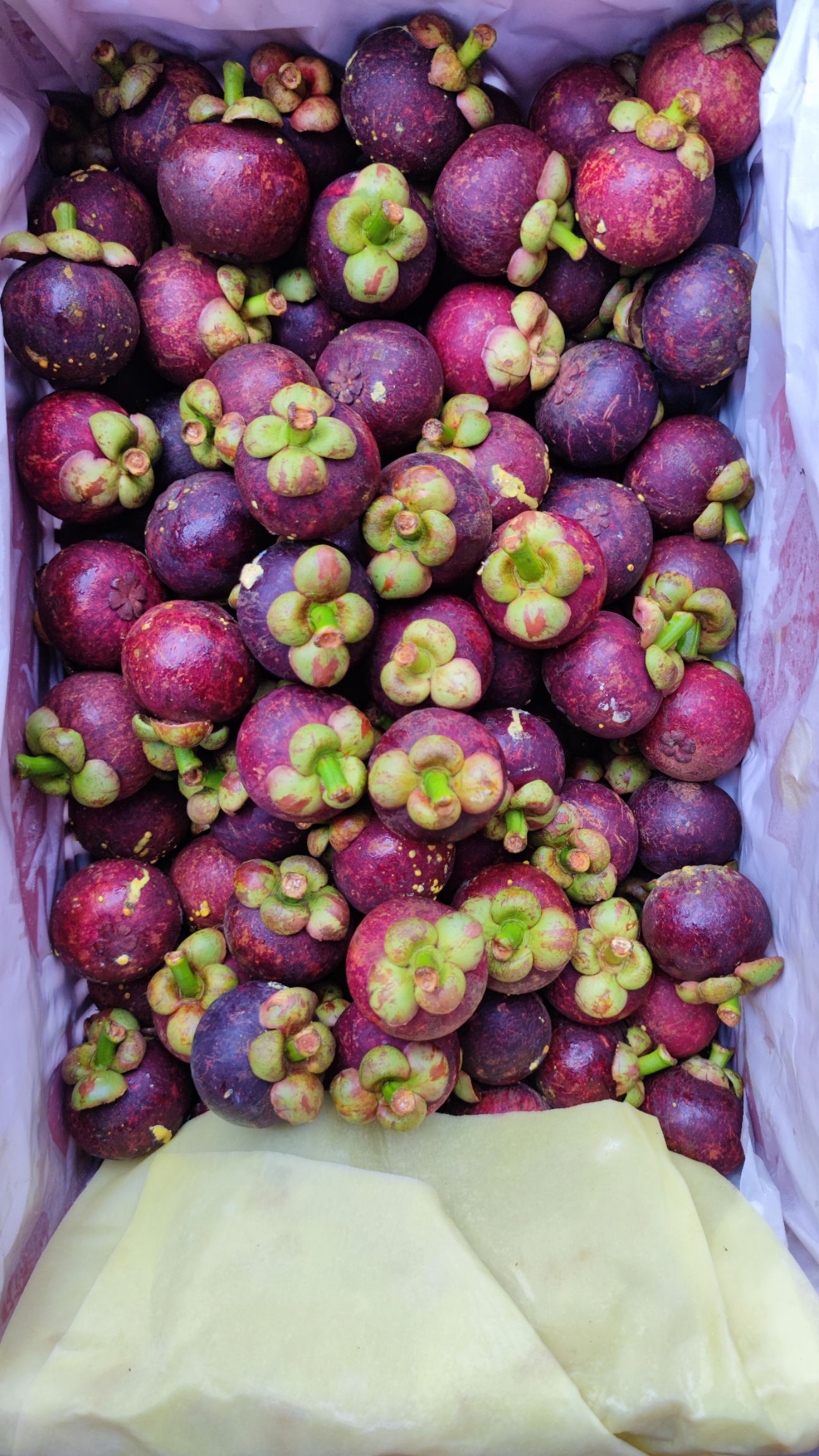 花竹果  泰国山竹油竹麻竹半油砂，4-5-6A产地直采代发全