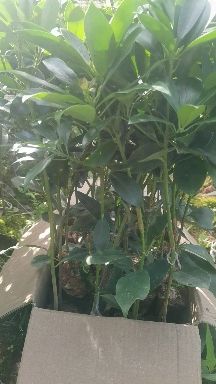 八角树苗  藤县古龙镇大红八角嫁接树苗。高产矮化，结果早。产地直销