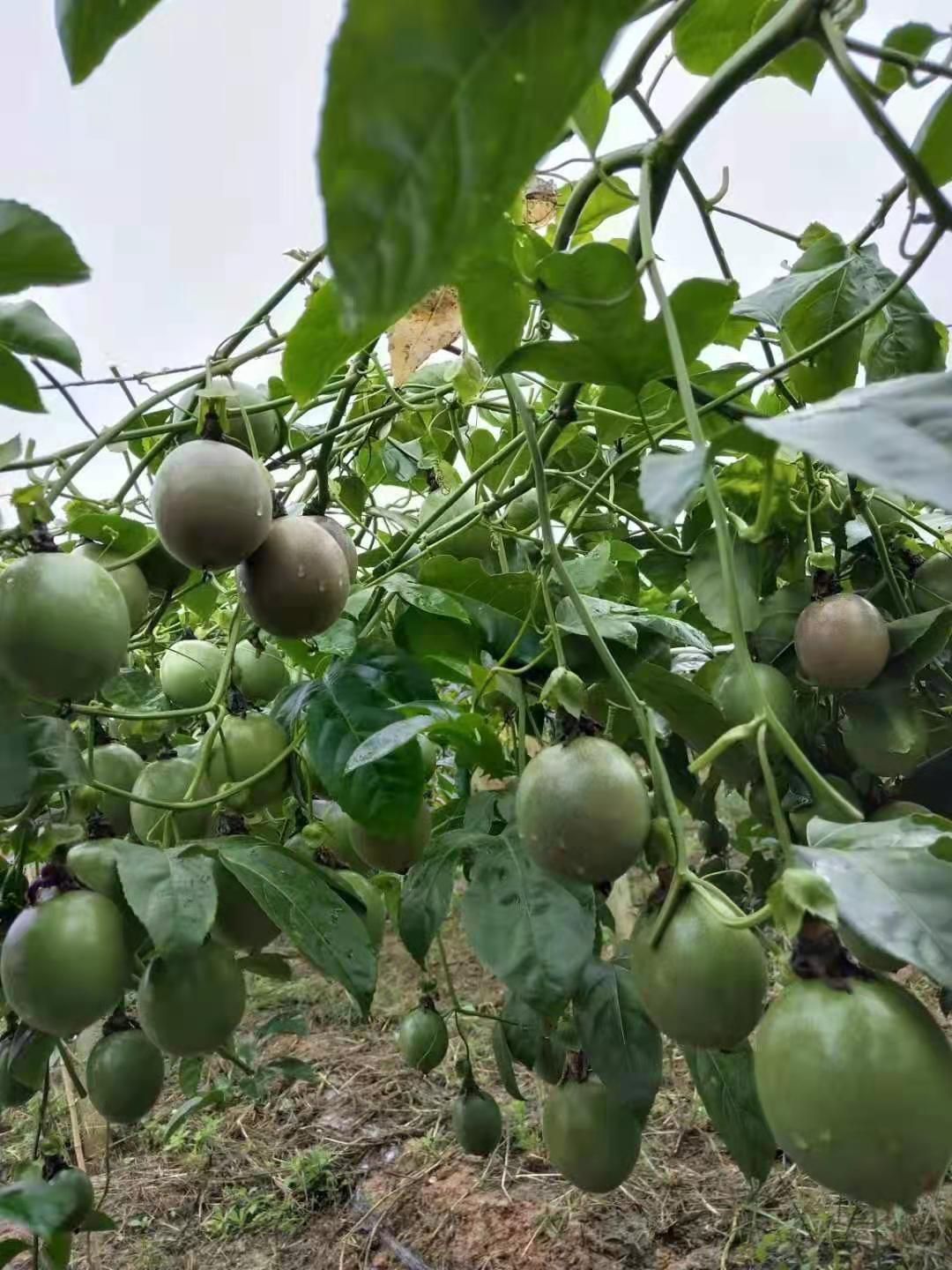 紫香一号百香果 百香果，大量供应电商及加工厂