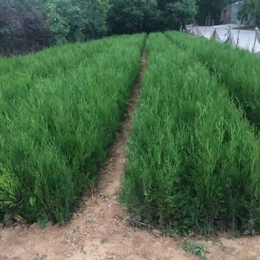 青州市 侧柏，不同高度都有，苗圃直发，欢迎需要的老板联系