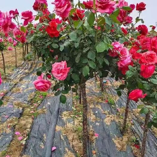 南召县树状月季 树桩月季