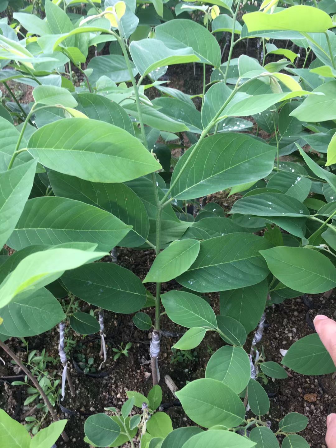 释迦果苗 凤梨释迦