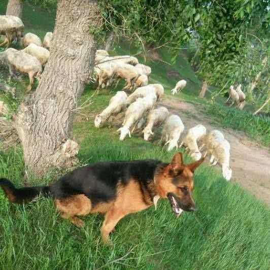 纯种牧羊犬，黑背聪明听话，自家养殖品种纯，牧羊好帮手。