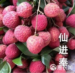 桂味荔枝  广东增城荔枝大量上市白菜价，欢迎来订