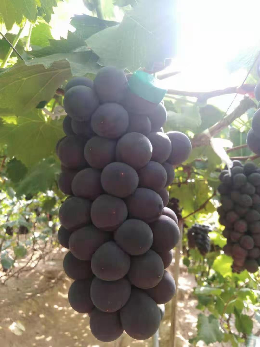 【产地直发】辽南葡萄基地大量巨峰葡萄以上市！粒大口甜！