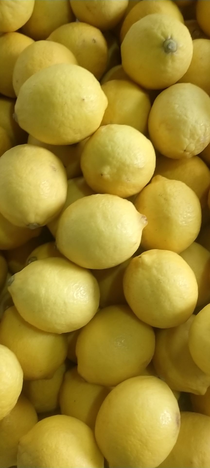 尤力克柠檬  安岳农家柠檬自产自销，物美价廉，欢迎老板订购！
