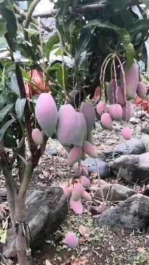贵妃芒  攀枝花本地红贵妃 大 中 小果 果肉细腻