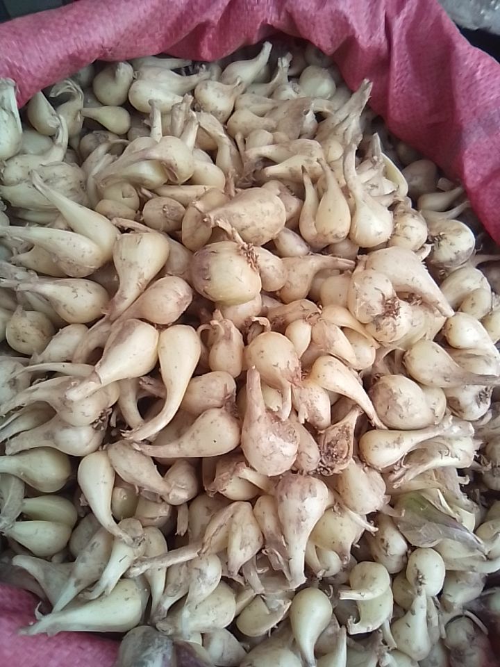 白衣藠头 新鲜藠头