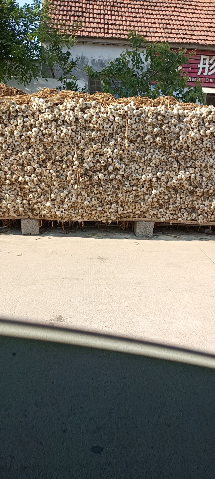 大蒜种子 四六瓣蒜种，蒜头，川蒜射阳蒜