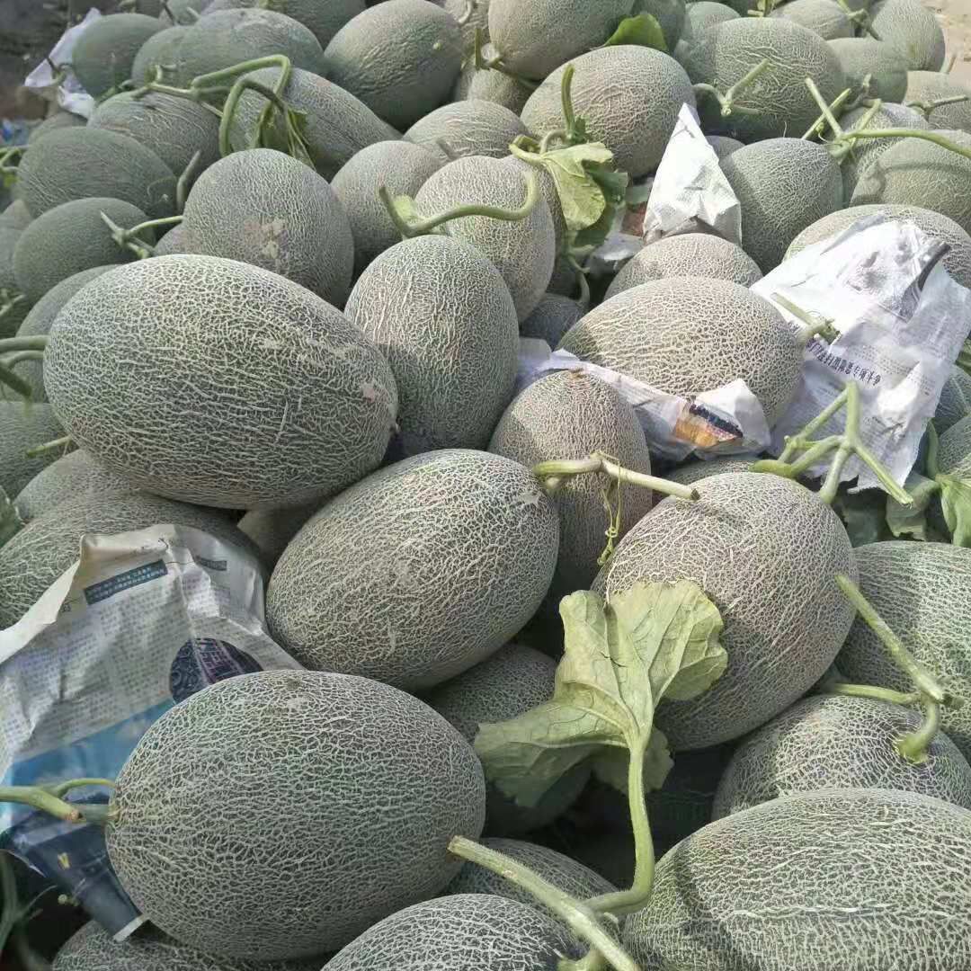 西州蜜  河套蜜瓜，沙漠密瓜