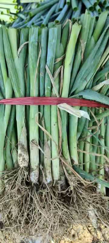 铁杆大葱苗 葱苗继续发货中