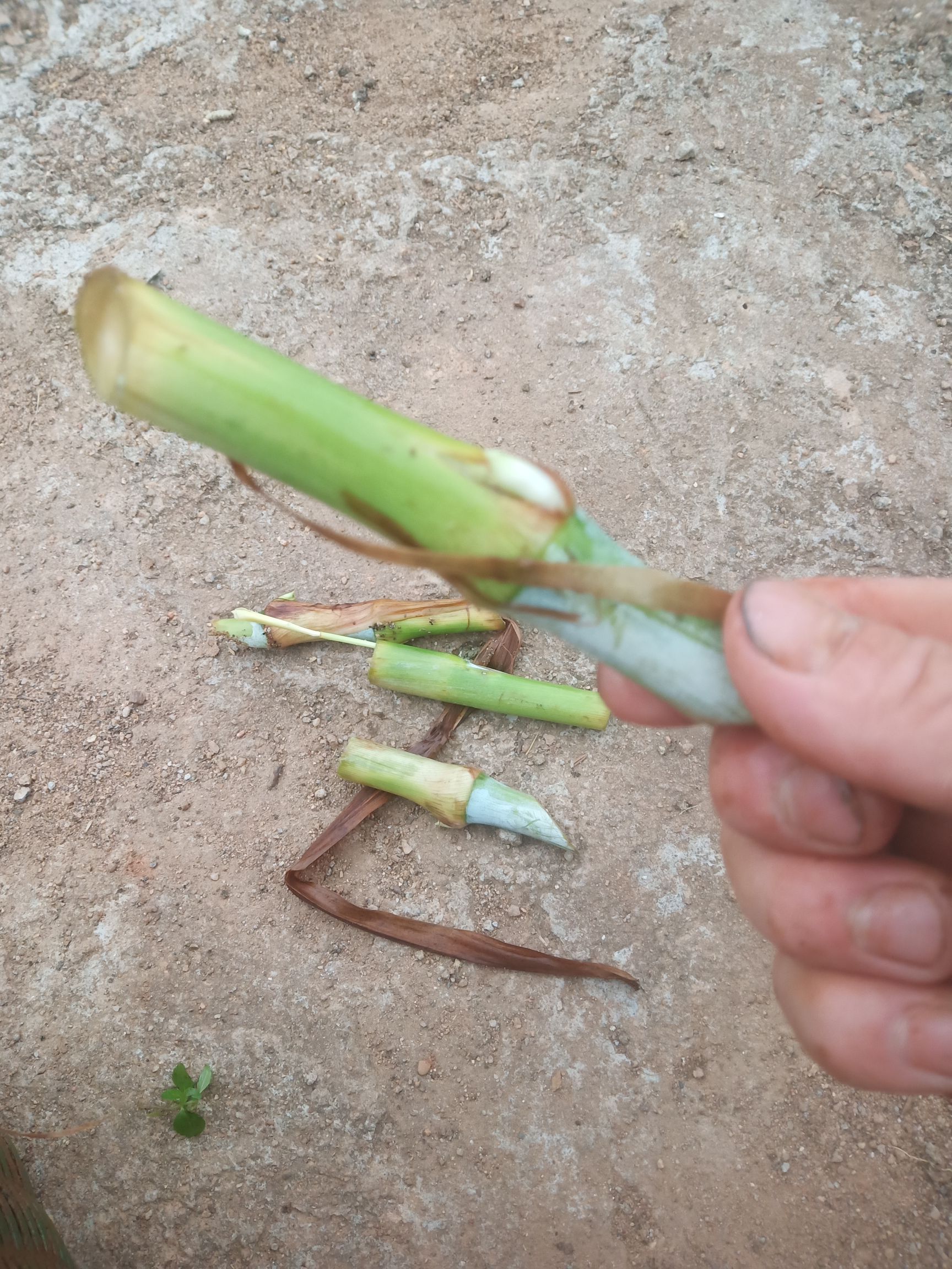 甜象草苗   甜象草新种节以上市，欢迎选购