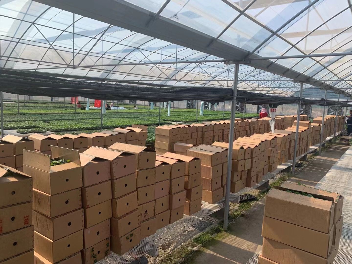 黄瓜种苗  嫁接黄瓜苗 强雌油亮 绿瓤高产 短把密刺 抗病性