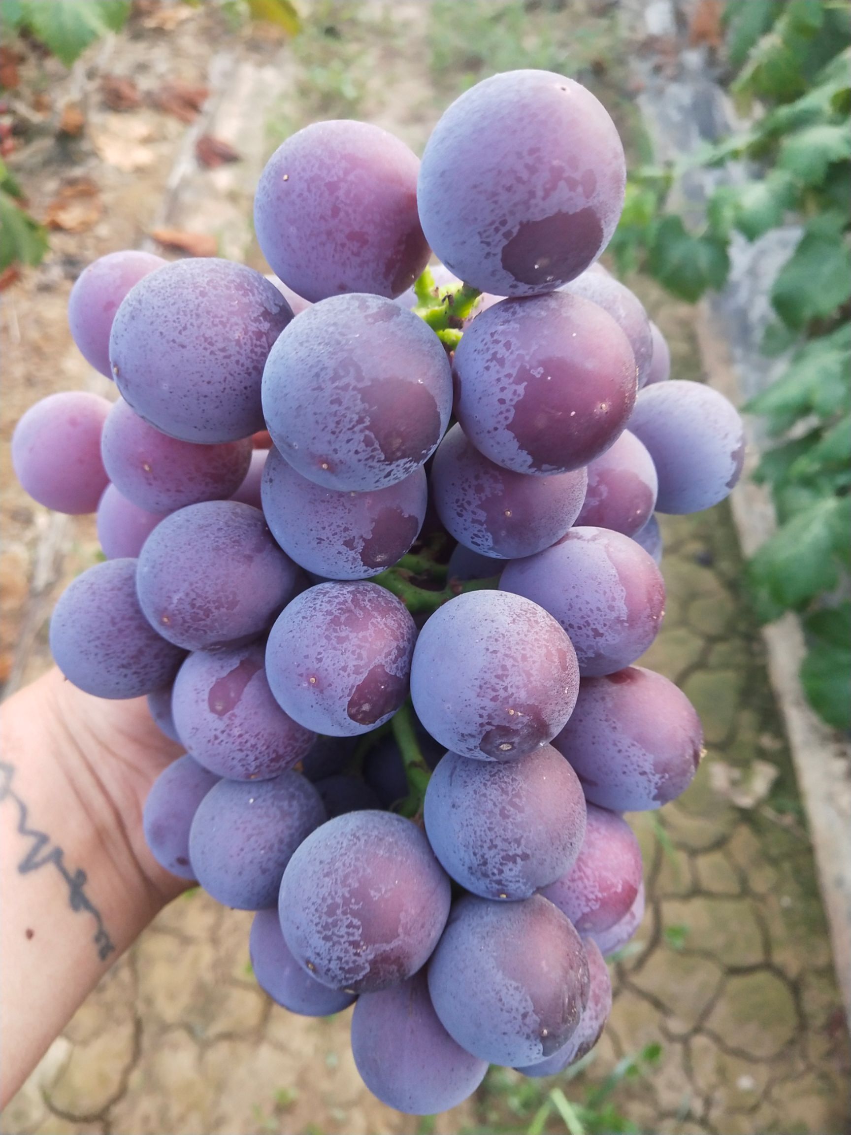 乒乓球葡萄  藤稔葡萄