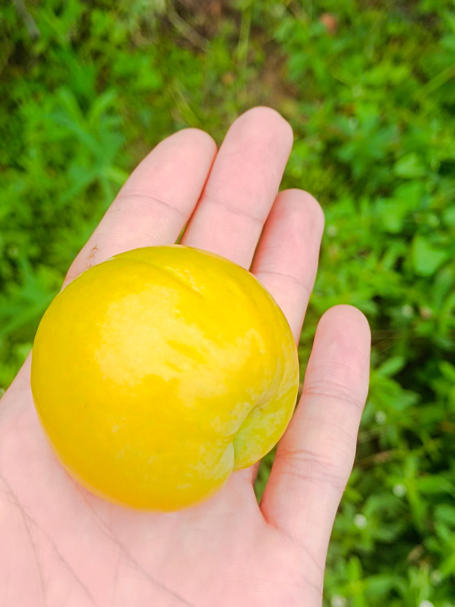  批量出售蜂糖李  圆润饱满 大小均匀