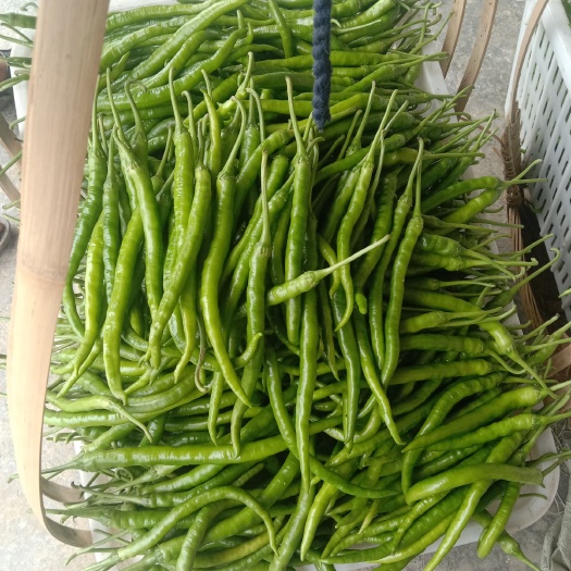 大量出售本地二荆条