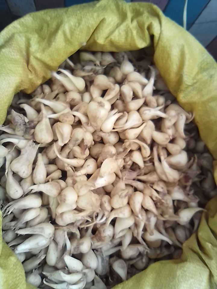 白衣藠头 新鲜藠头