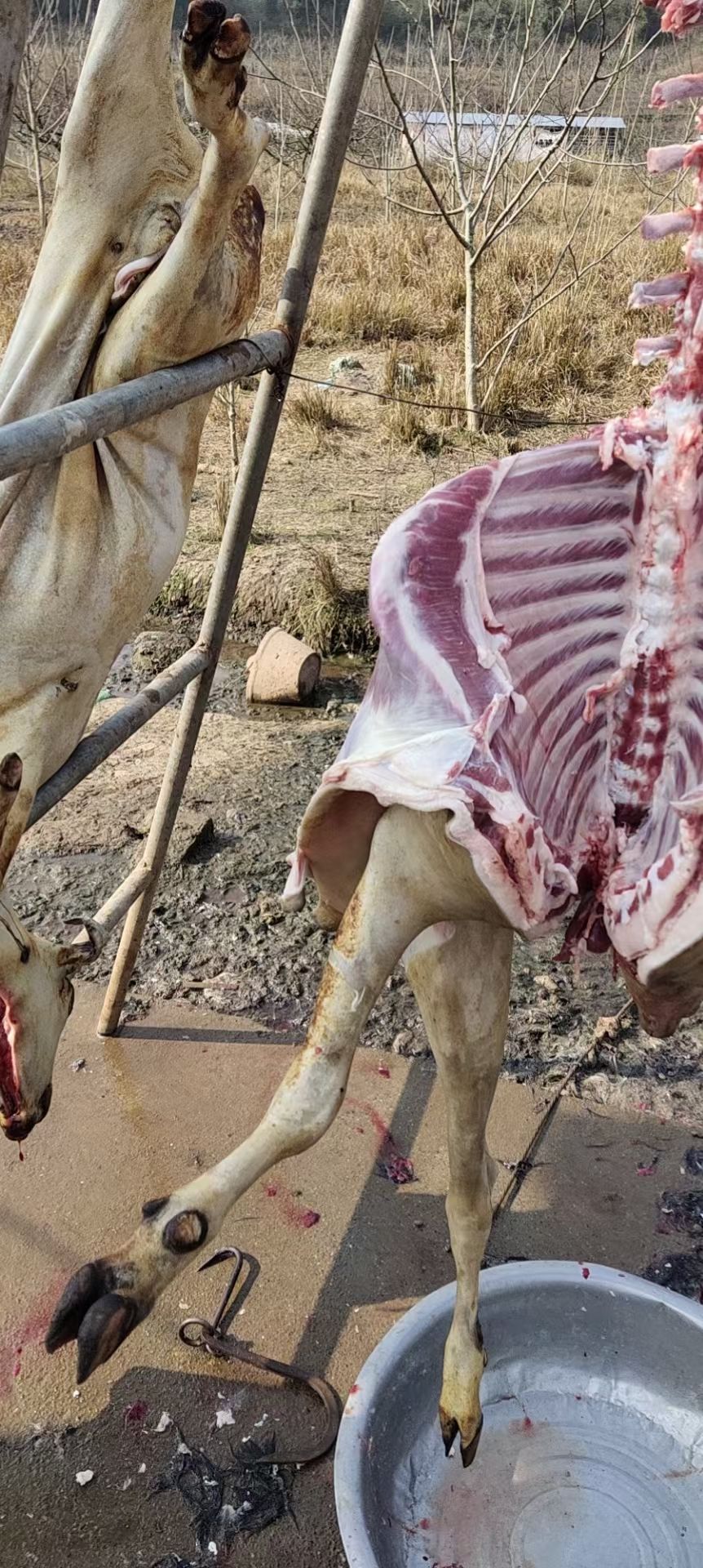 白条羊  现杀黑山羊，白条