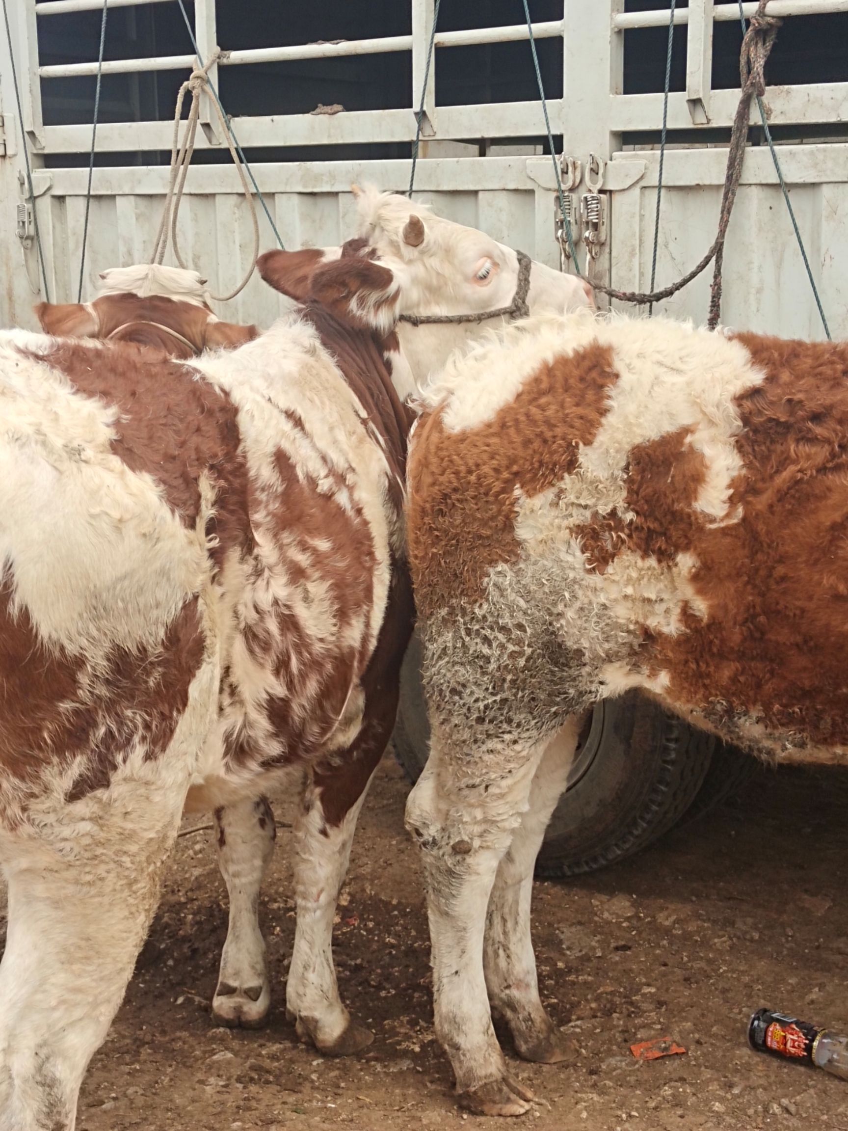 西门塔尔牛，利木赞牛大量出售，公母都有，标准体型，精品货