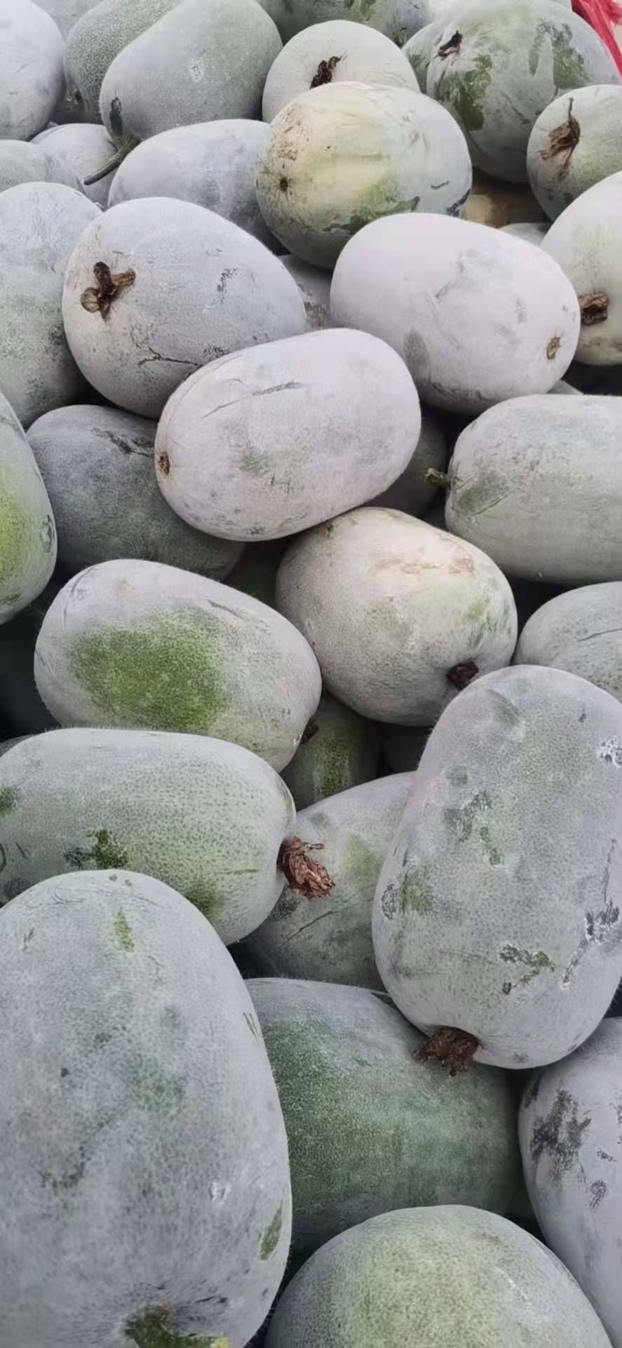 白皮冬瓜 郑州中牟水果冬瓜上市