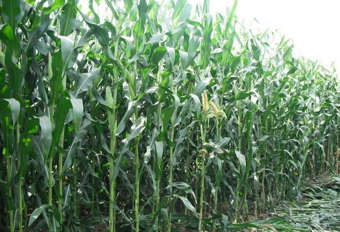 微生物有机肥  青贮玉米高磷腐植酸颗粒有机肥 青玉米杆粗杆长抗倒伏