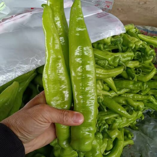 石家庄 尖椒上市了，有需要的客商联系我，全国代发车