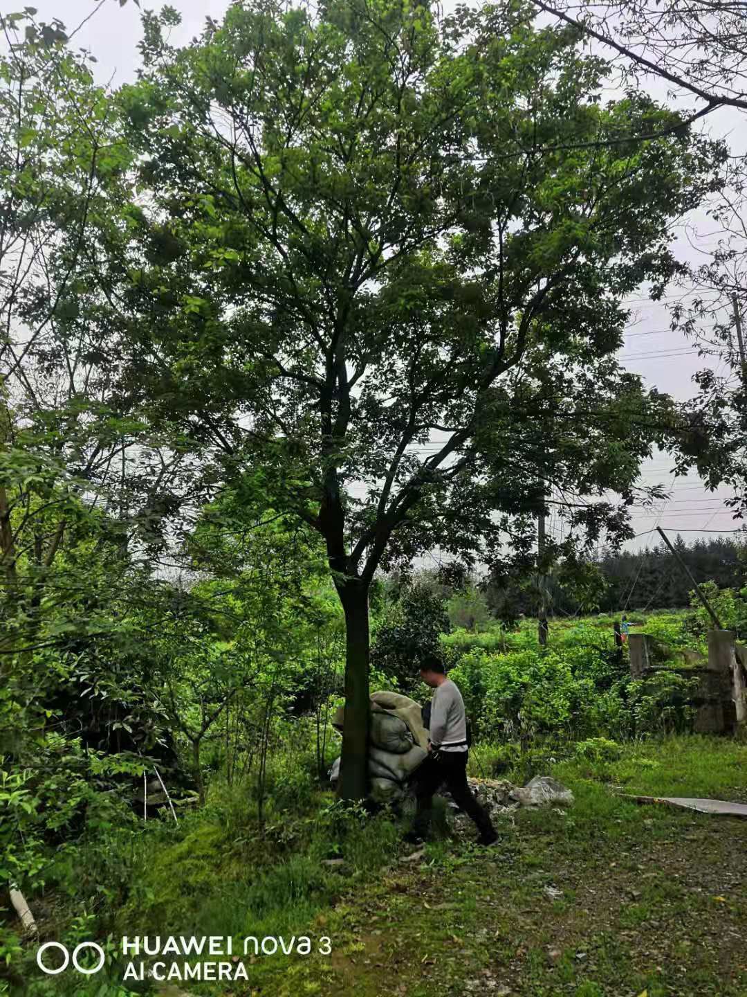 小叶朴 扑树30的