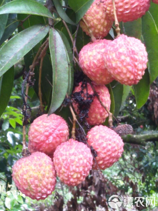 桂味荔枝  广东增城荔枝大量上市白菜价，欢迎来订