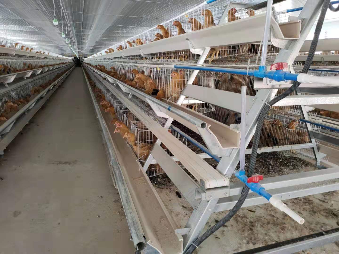 脱温鸡苗  灵山项鸡童鸡