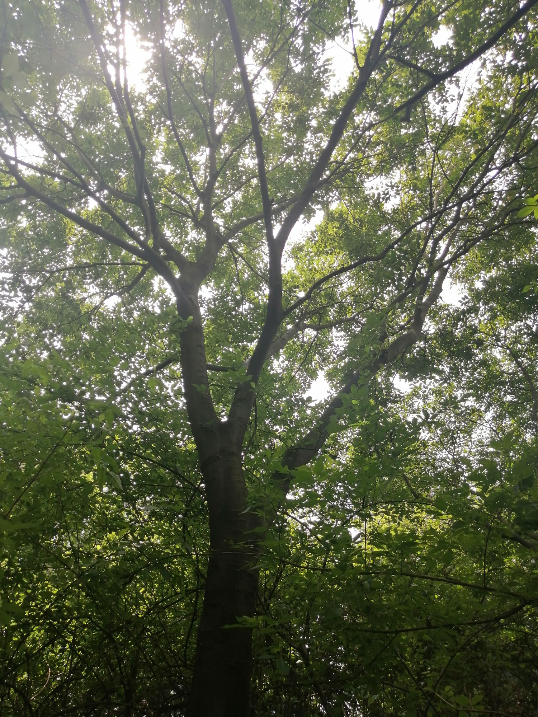 小叶朴 扑树30的