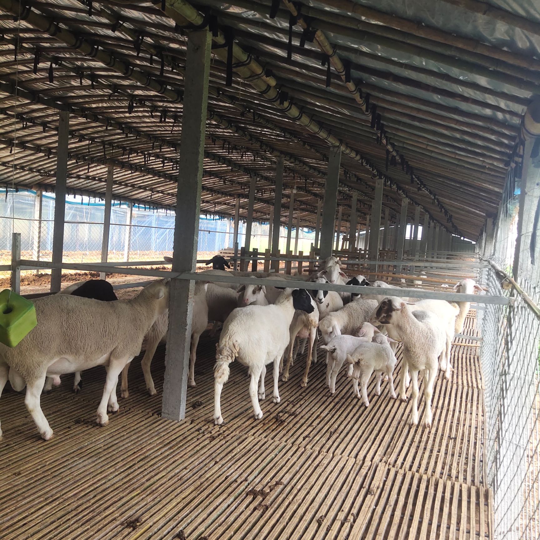 鸡鸭鹅 养殖大棚建造