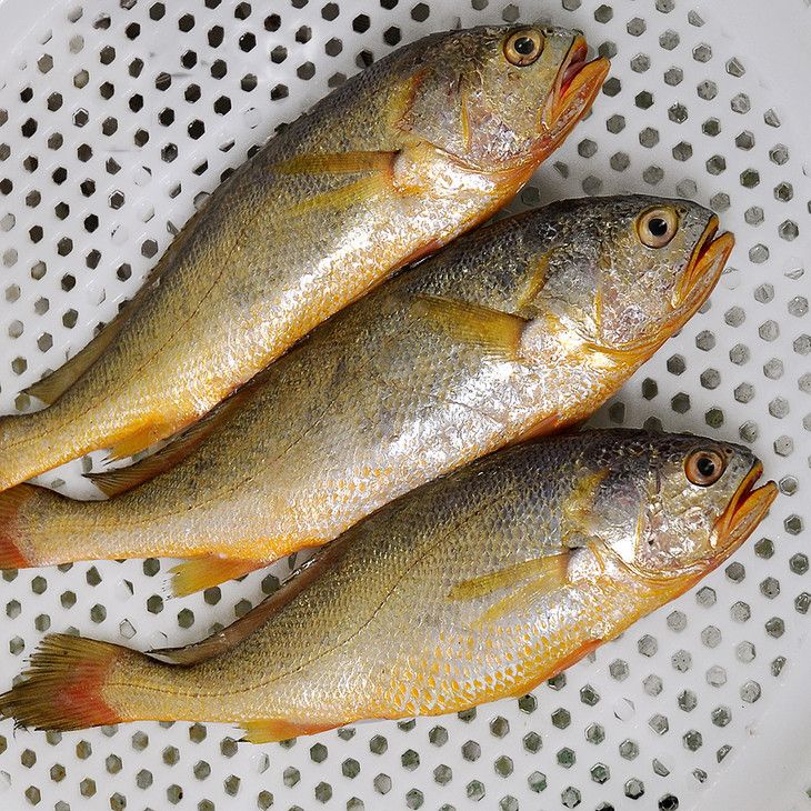  精品黄花鱼