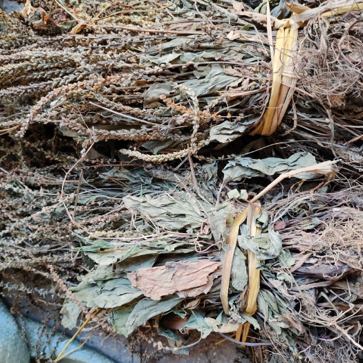 车前草 非种植 水洗扎把 颜色好 质量保证一手货源 量大从优
