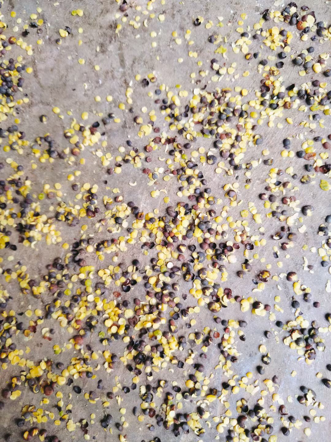 大量供应云南罗平油菜籽，出油35，芥酸30，油色纯正。