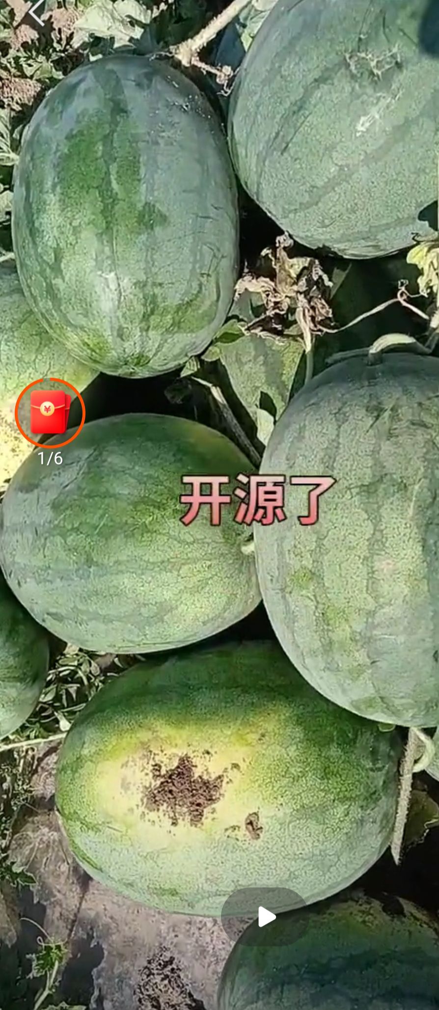 开园了，开园了，一年一季的大西瓜开园了。