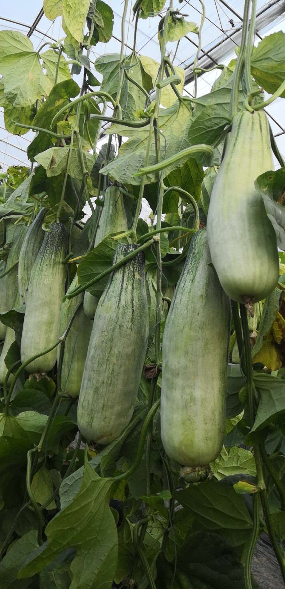 羊角蜜甜瓜  羊角蜜，博洋，绿宝石，不限量供应