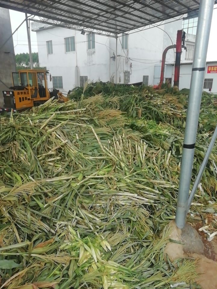 玉米青贮 