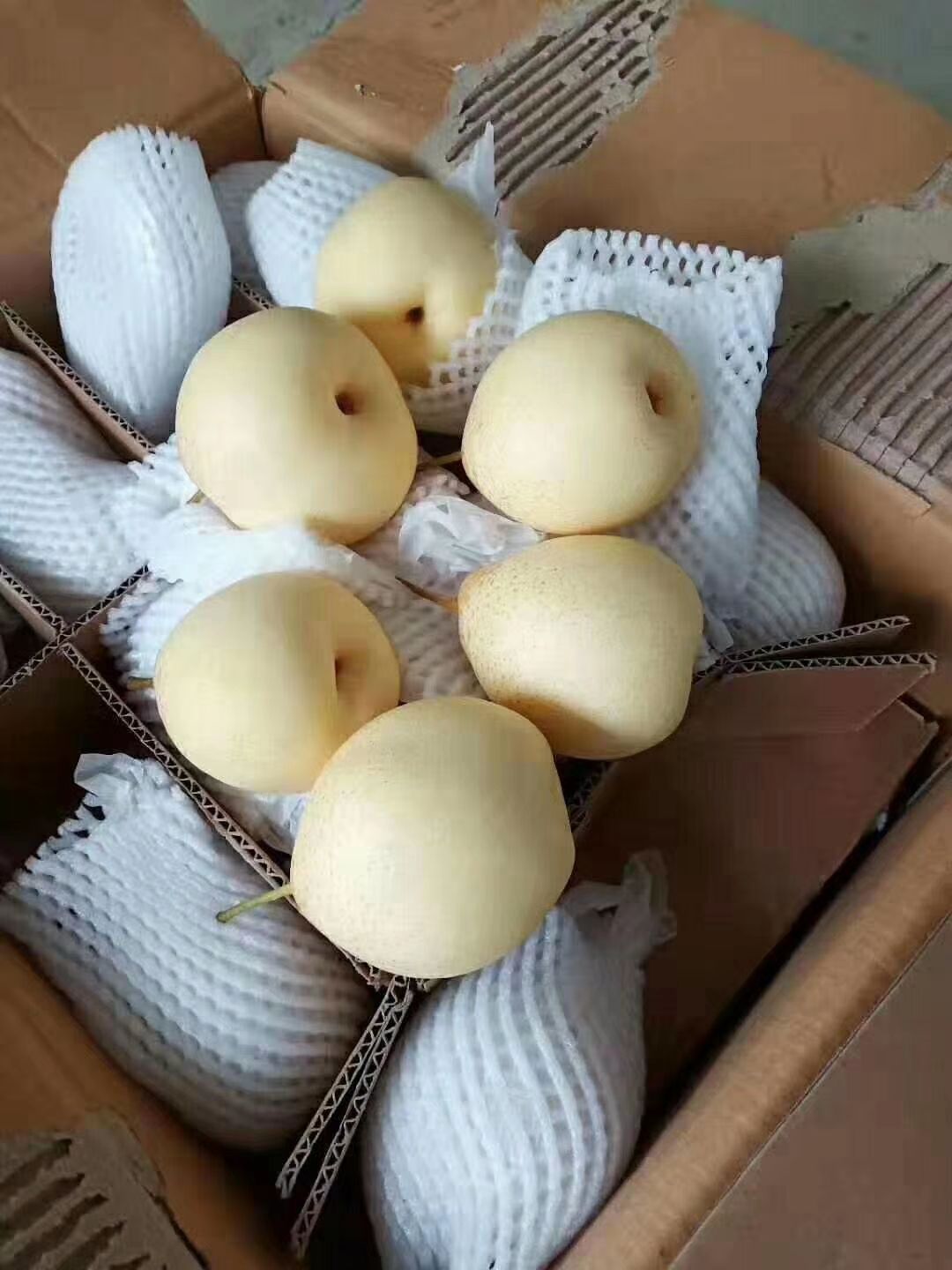 水晶梨 赵县产地  脆甜可口 货源充足 发货快