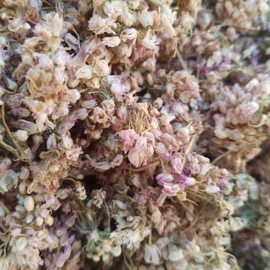 东乌旗麻麻花，摘蒙花。