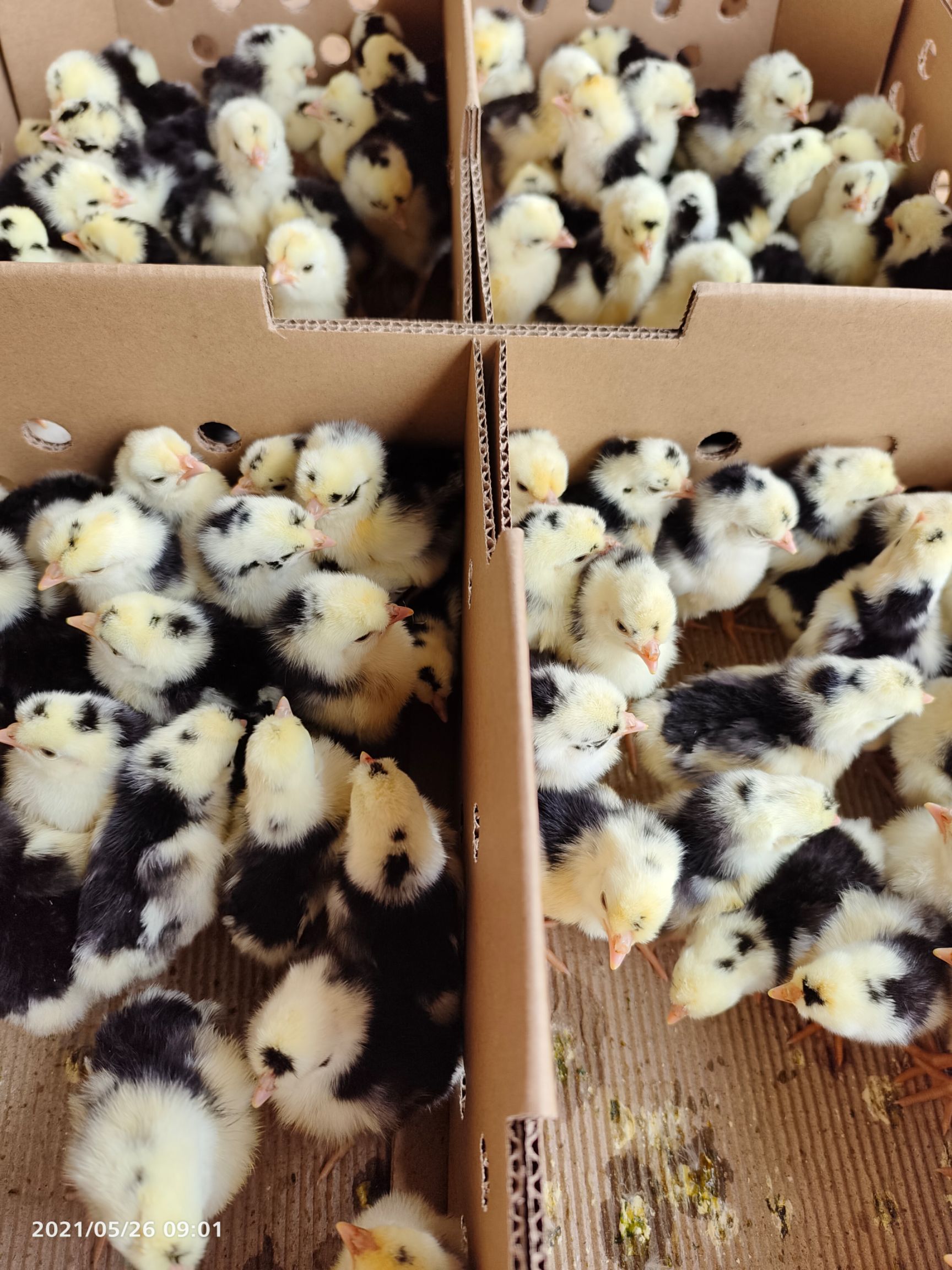 贵妃鸡苗 京葱贵妃鸡苗 出厂做好疫苗 运输包存/活