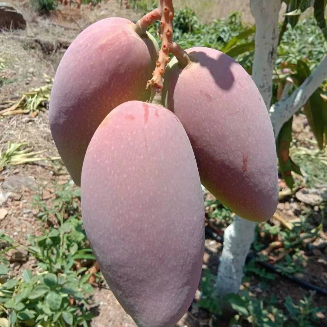 贵妃芒  攀枝花本地红贵妃 大 中 小果 果肉细腻