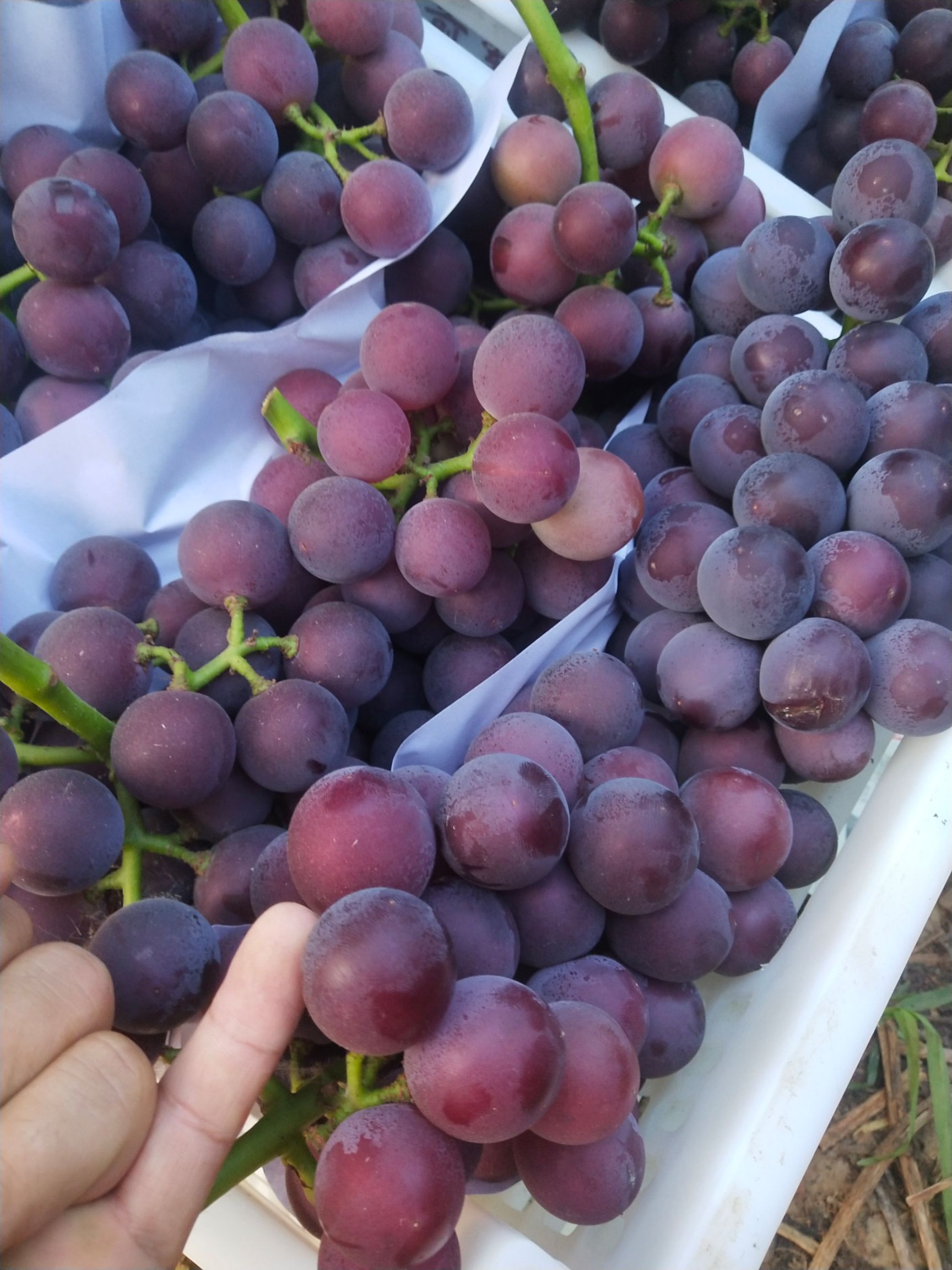 乒乓球葡萄  藤稔葡萄