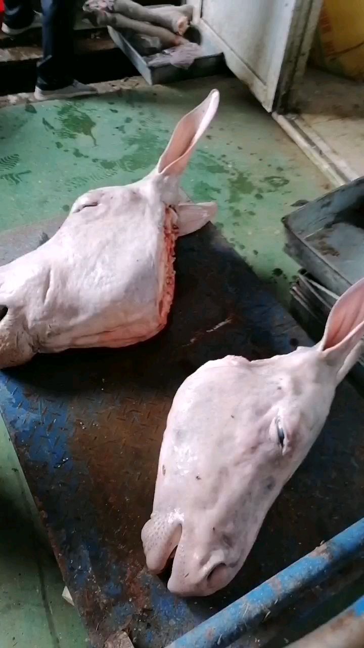 每天都是鲜的，水退毛，扒皮马头驴头大量供应……