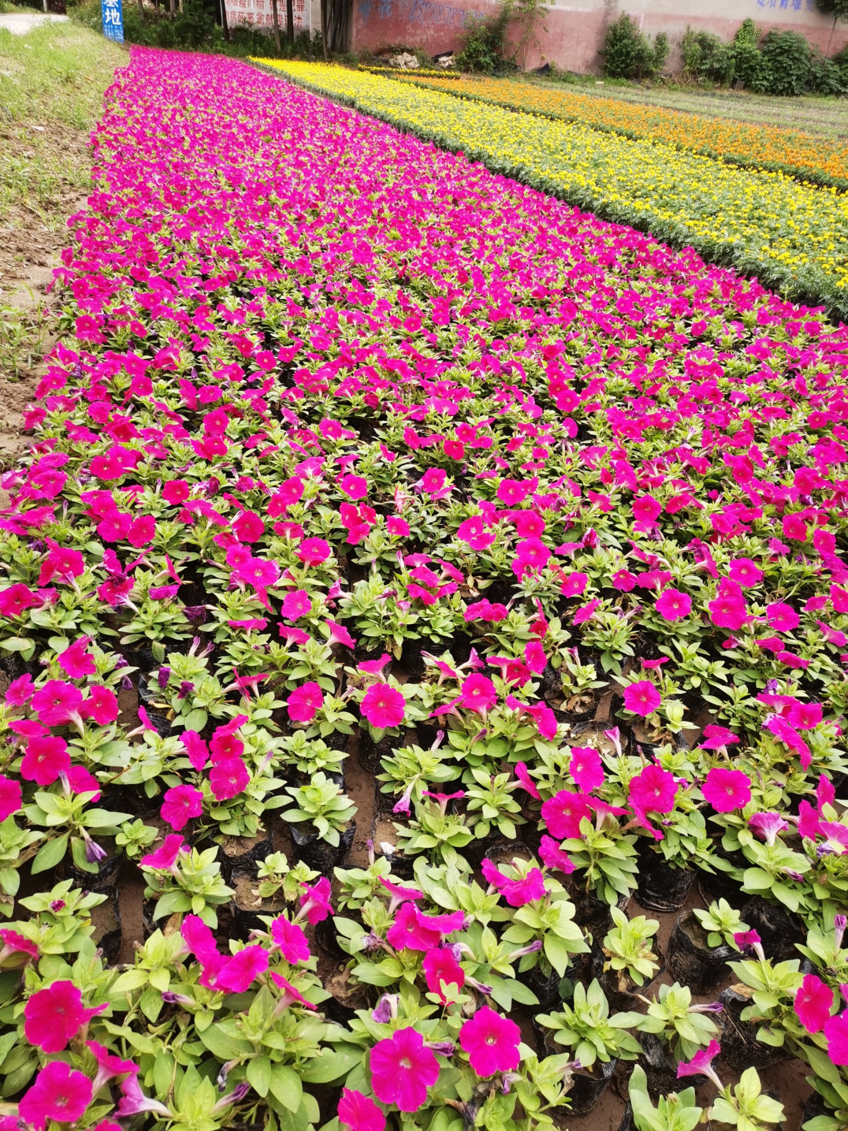  常年大量供应草花 矮牵牛