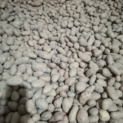 迷你土豆  高山富硒小土豆红皮黄心土豆