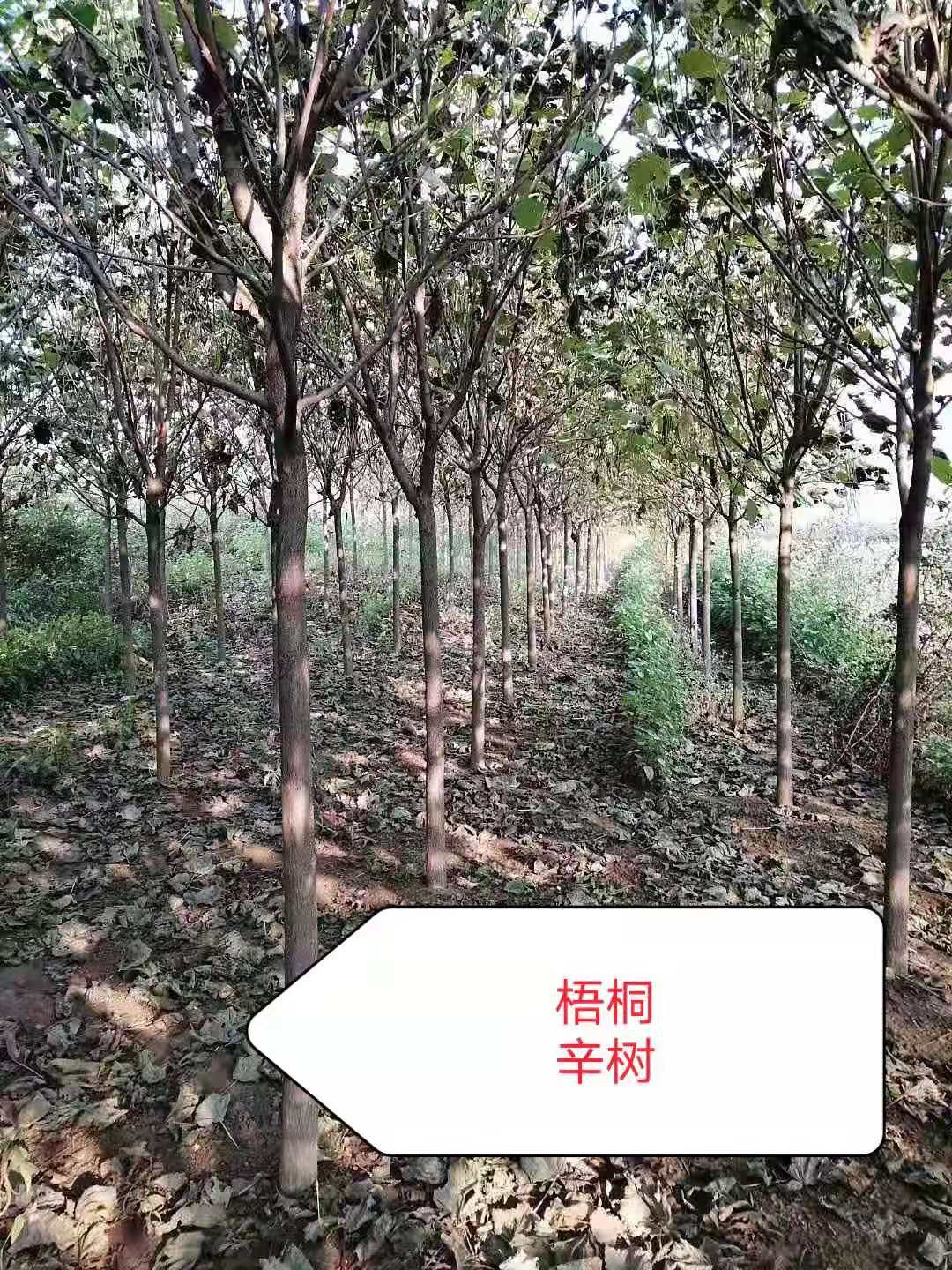 青桐  梧桐以及各种花灌木需要的可以联系我
150给上车
