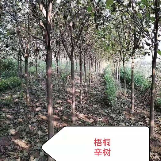 开原市青桐  梧桐以及各种花灌木需要的可以联系我
150给上车