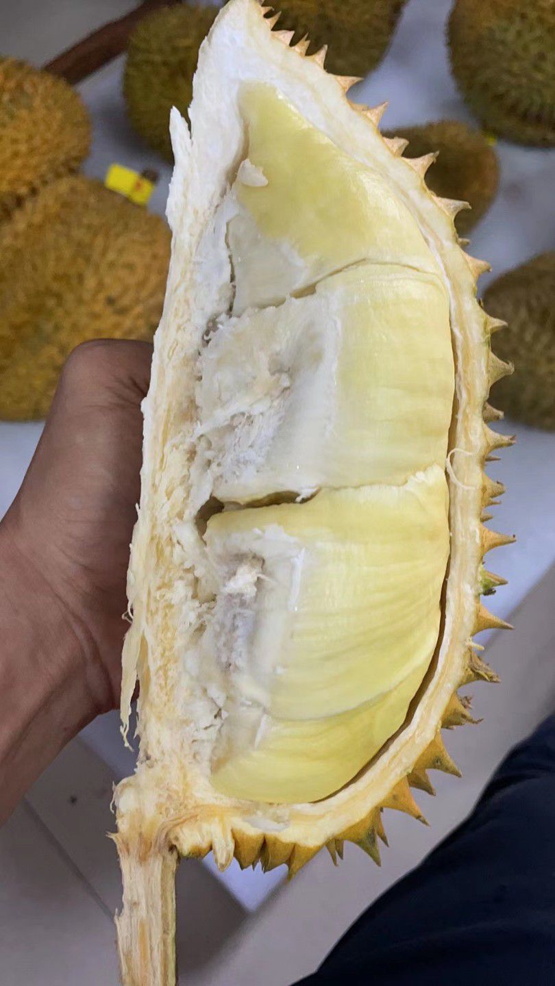 金枕榴莲  金枕